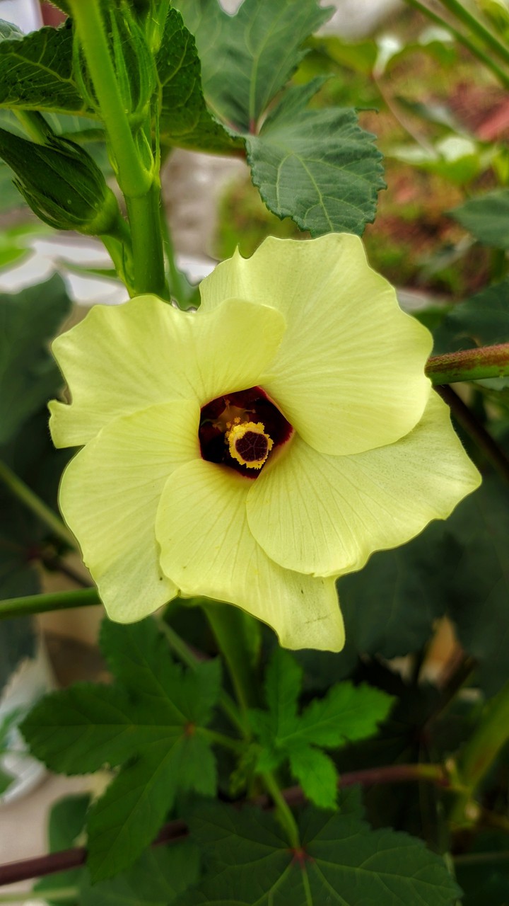 lady finger flowers