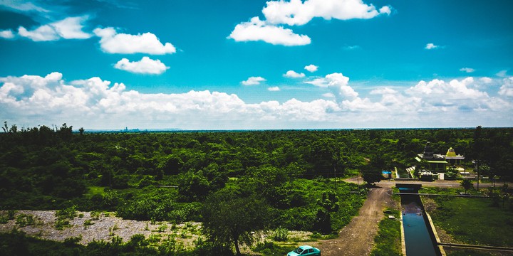 forest