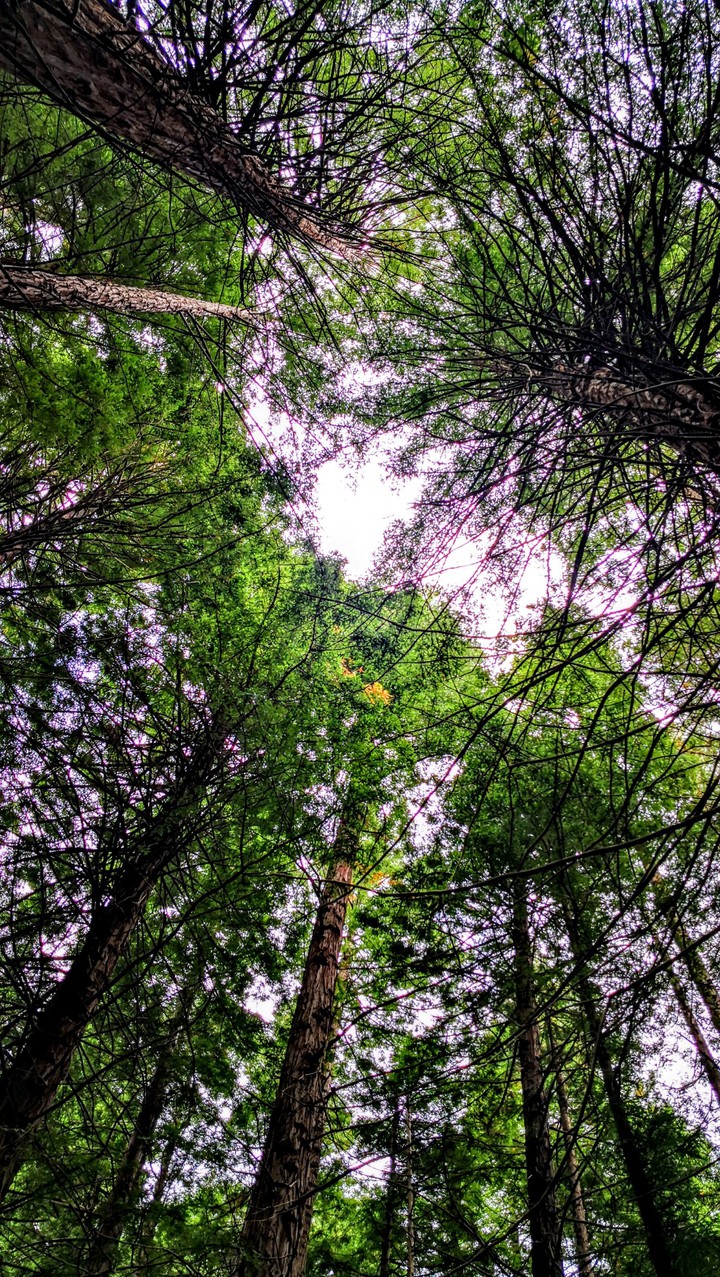 Bosque de Sequoias (Cantabria) España