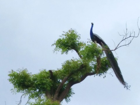 its peacock