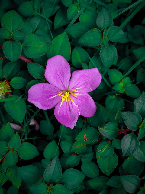 violet, petal háttérképek