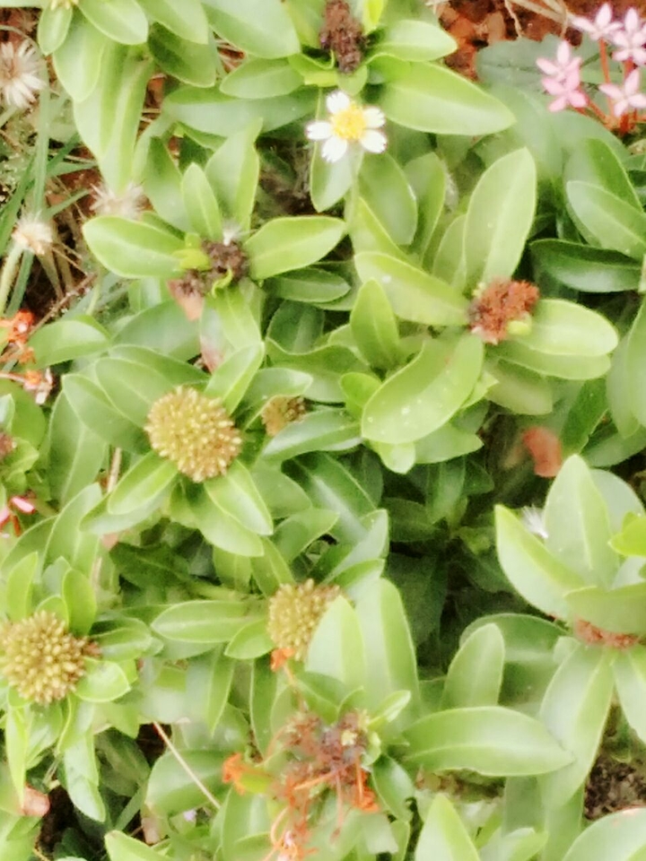 flower plant 