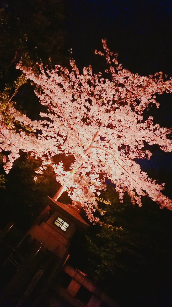 cherryblossom