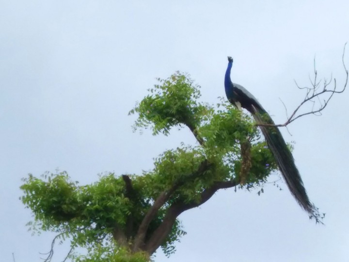 its peacock