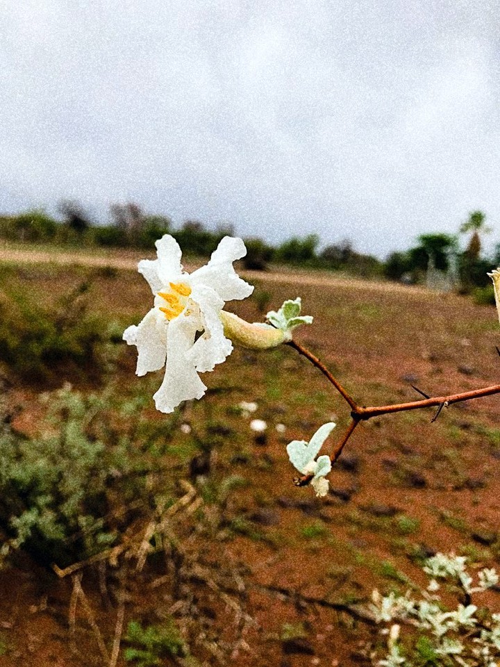 Wild flower