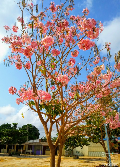 Ipê Rosa