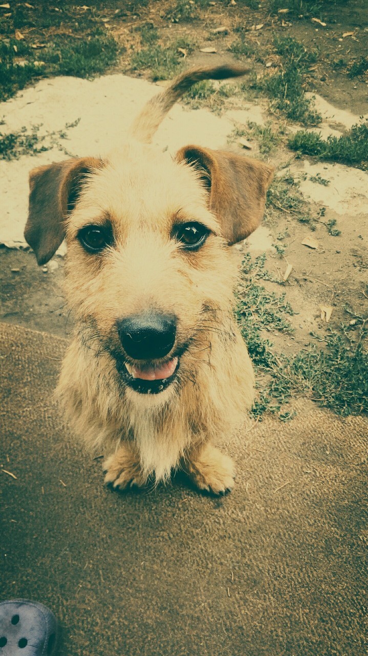 dog 
