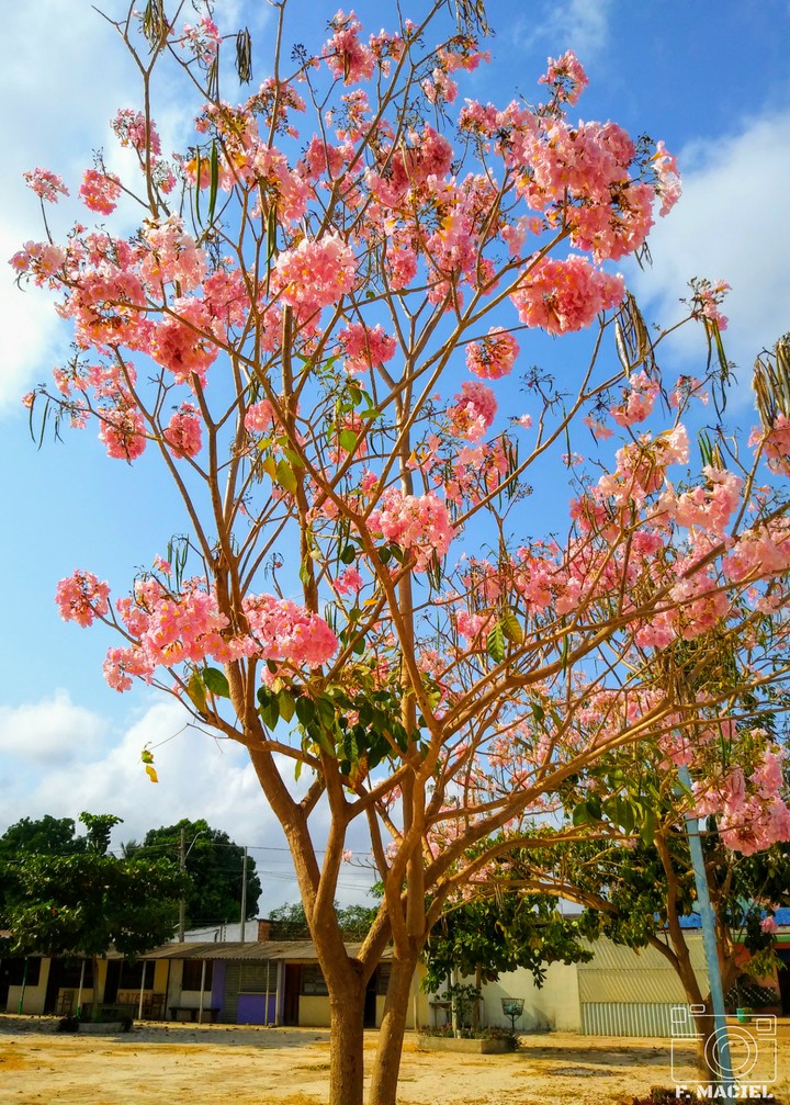 Ipê Rosa