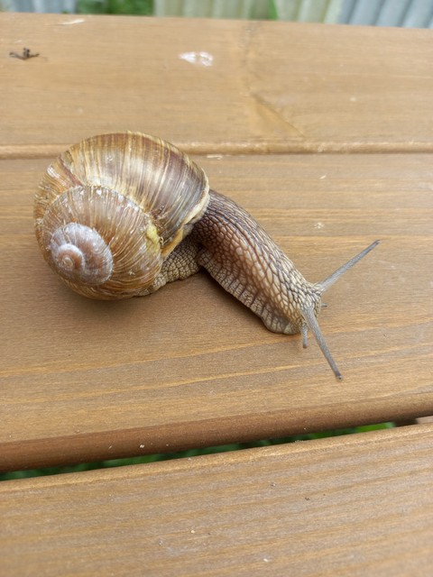 шпалери Close-up, molluscs