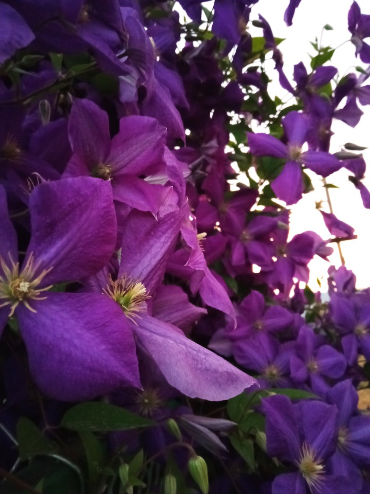 purple flowers
