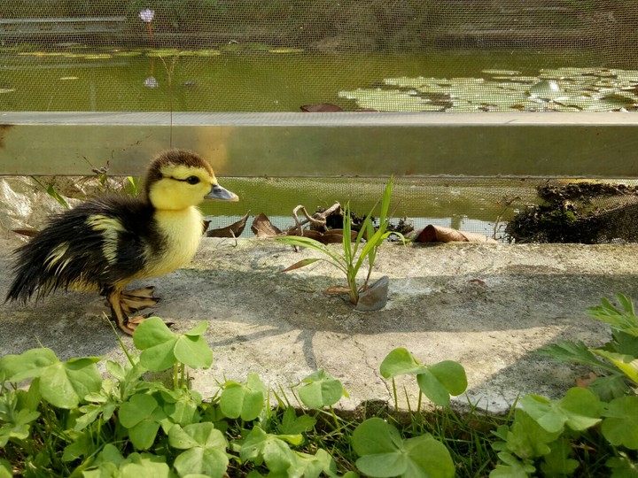 Duckling
