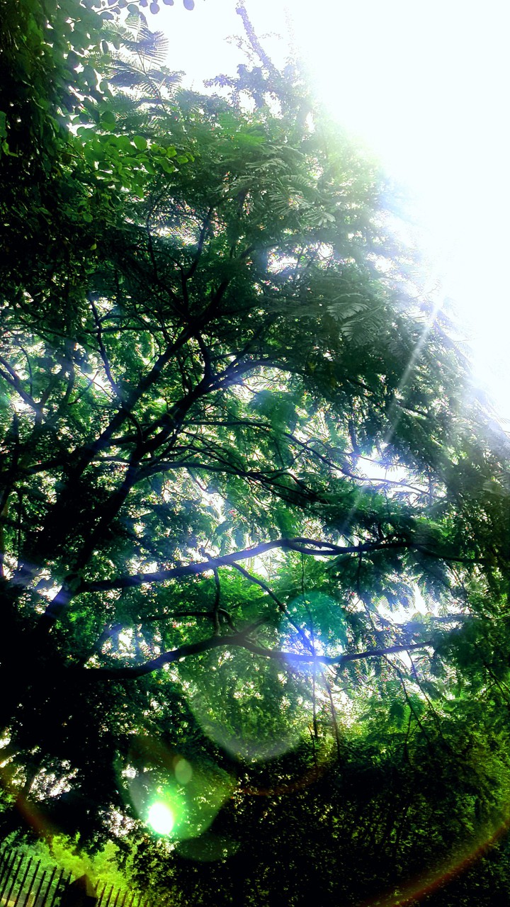 Huge Tree