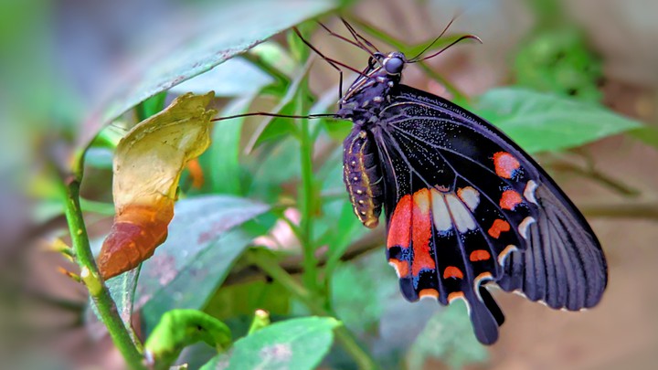 Butterfly with cocoon