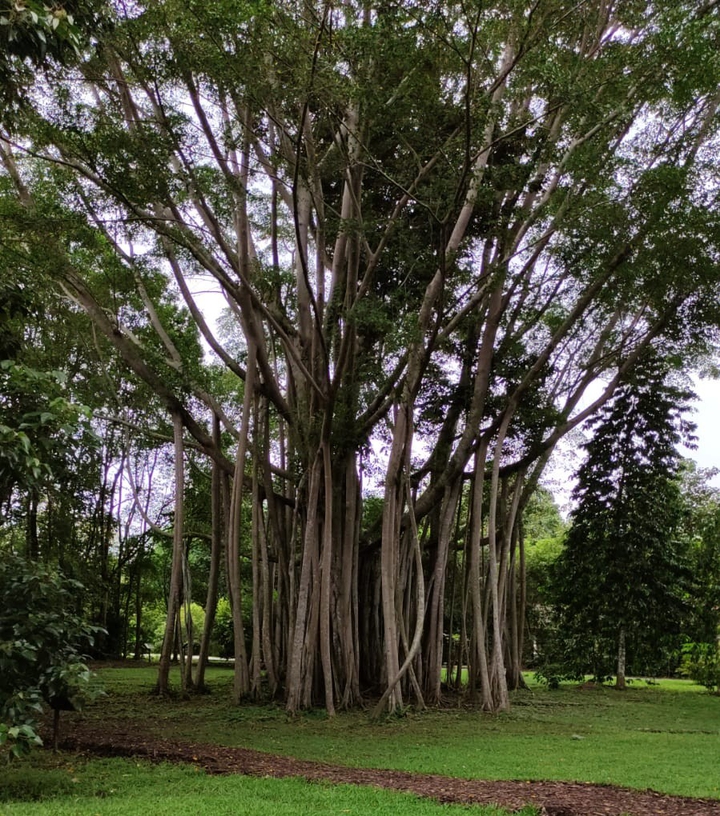 The Old Banyan Tree