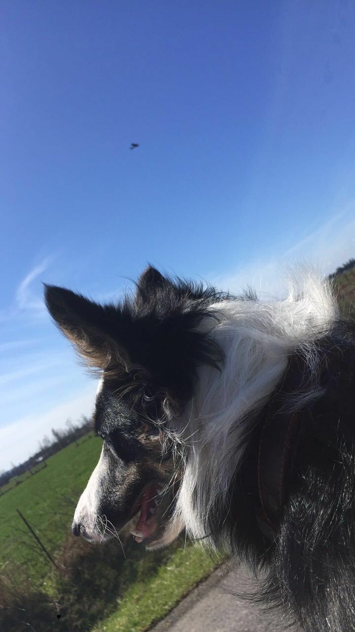 If It's Not A Broder Collie It's Just A Dog