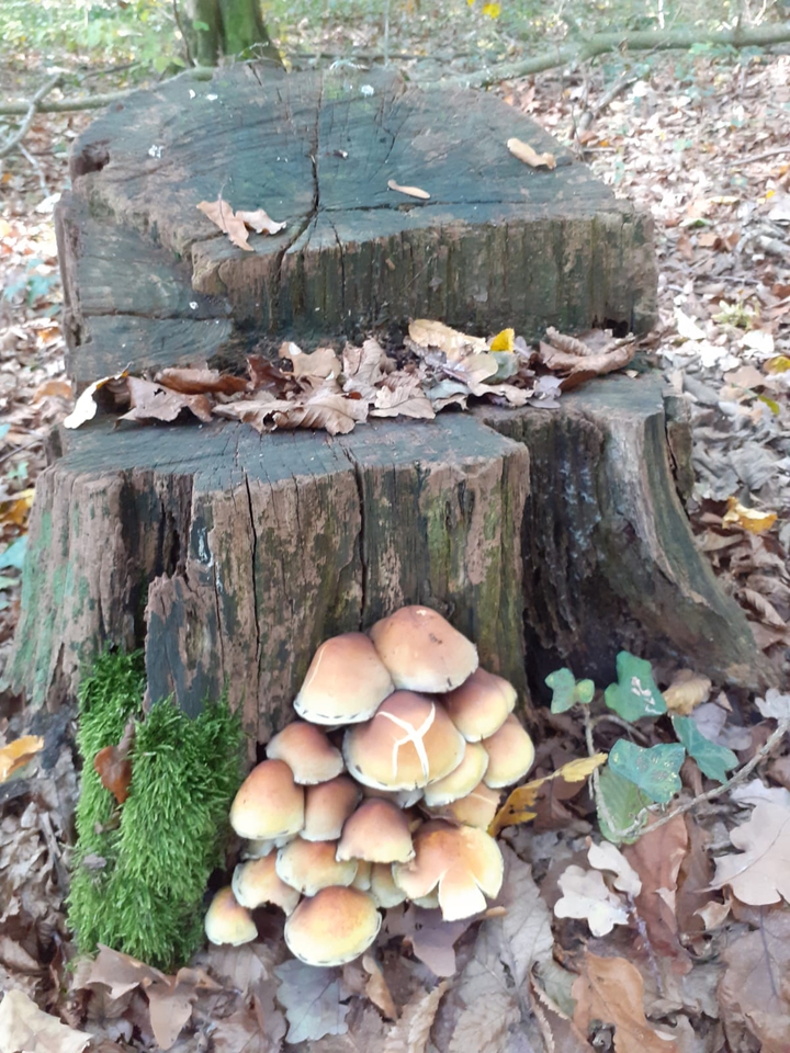 Herbst
