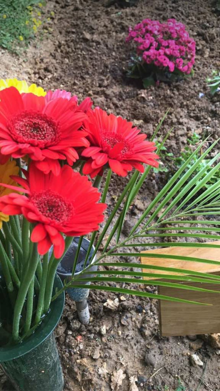 Rote Blumen