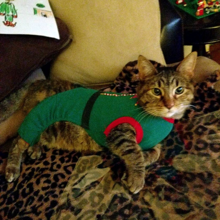 elf kitty