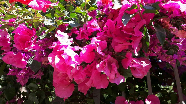 flowers