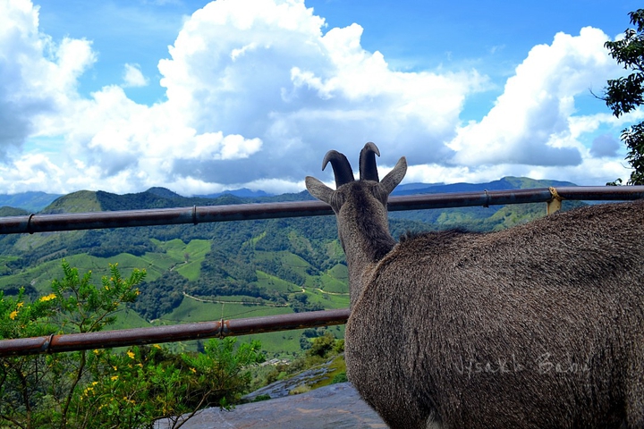 Nilgiri tahr