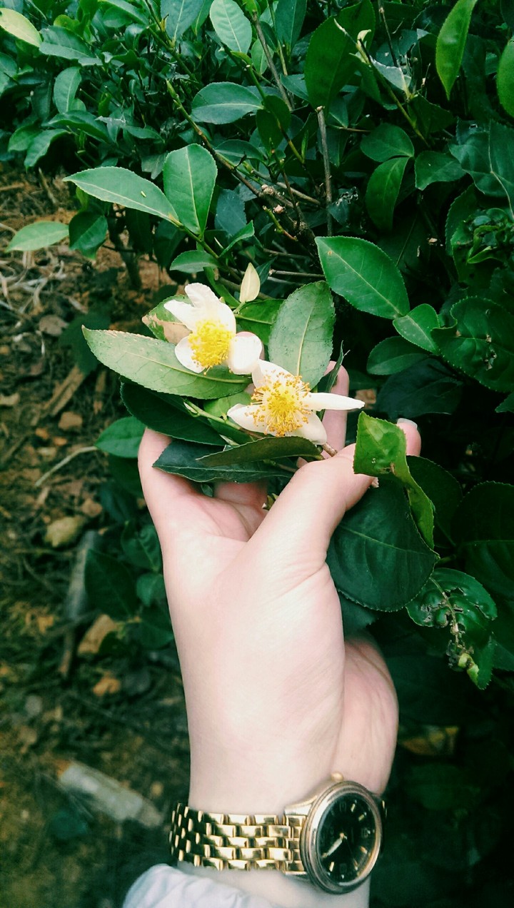 flowers