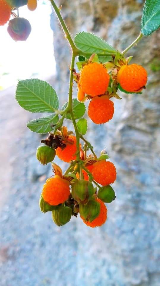 pahadi fruit