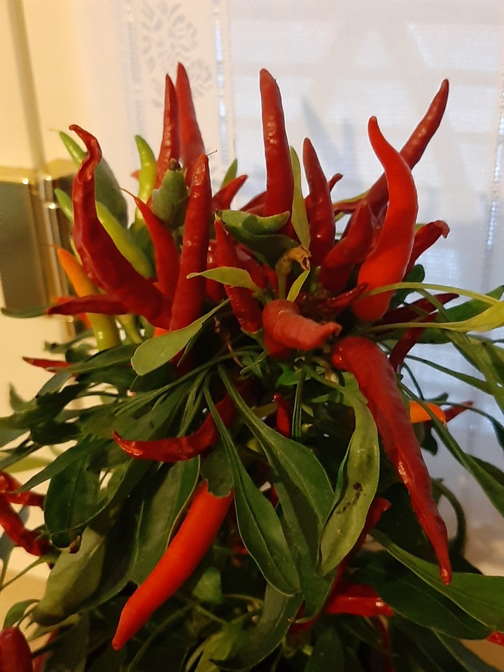 red & green