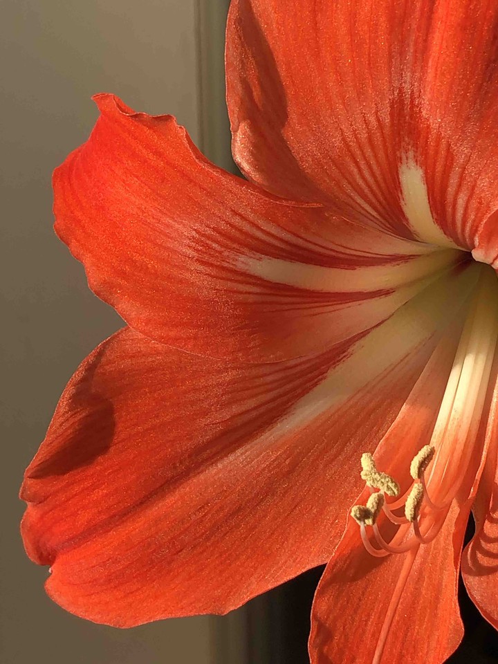 red flower