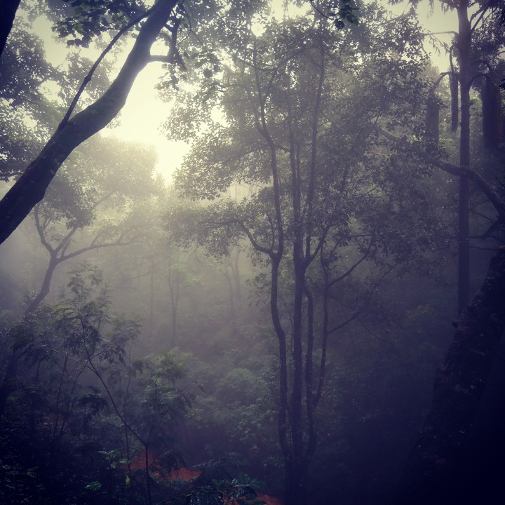 the woods