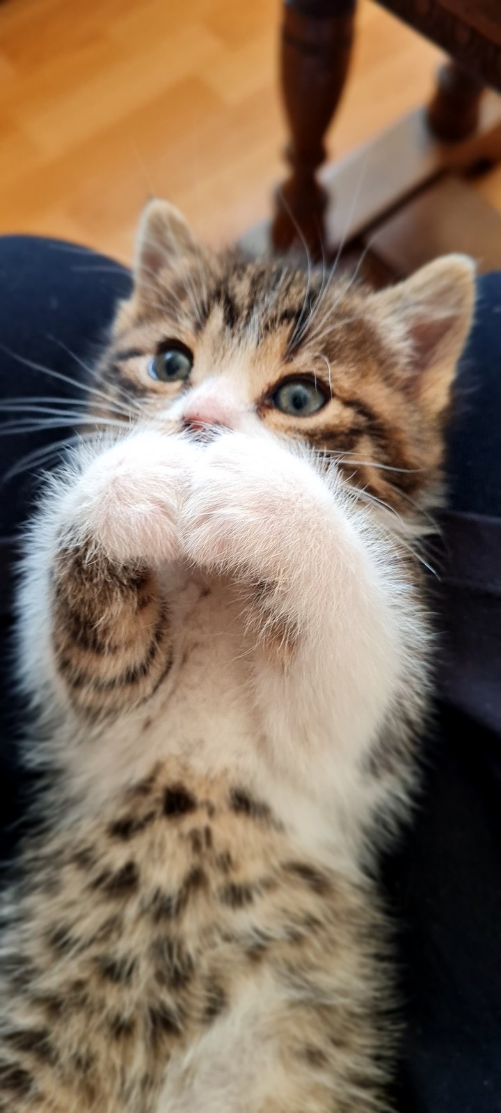Kitten Lusy