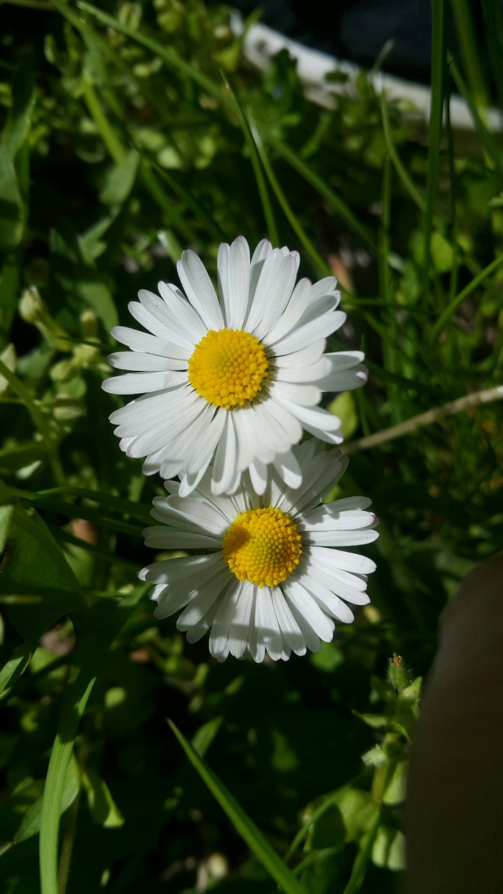 Daisy