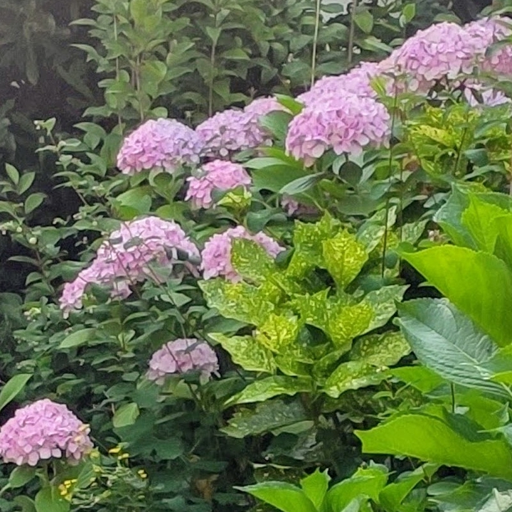 Hortensia ❣️