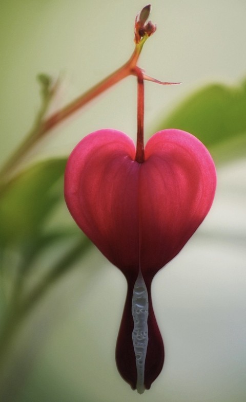 ταπετσαρίες heart, pink