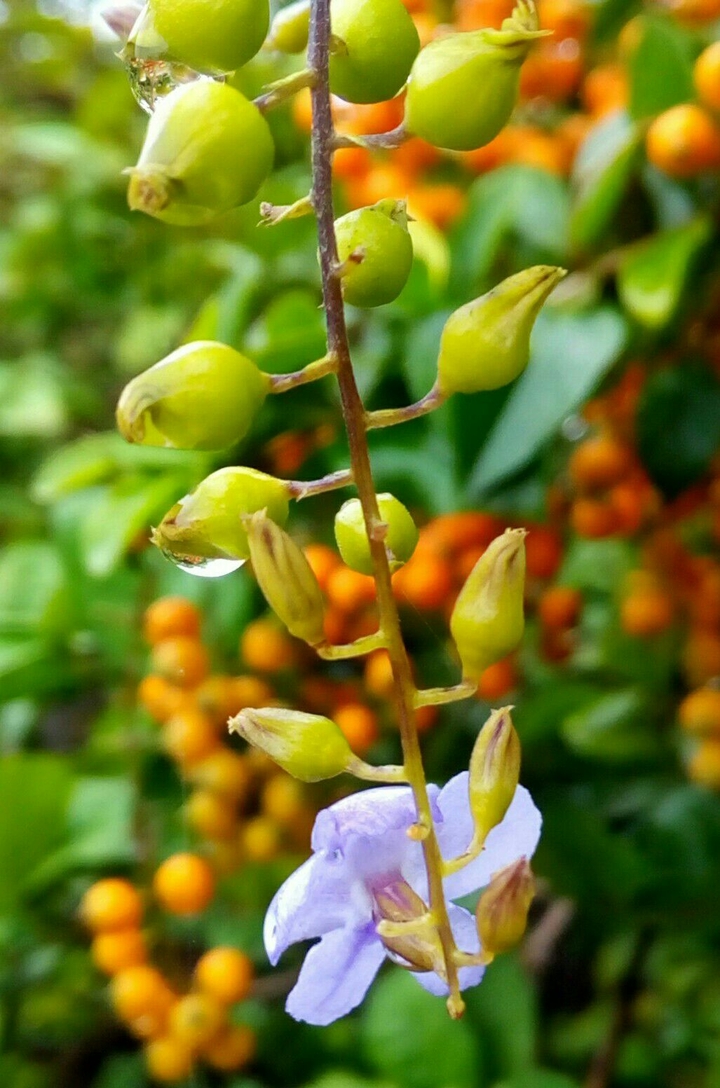 Dew drops