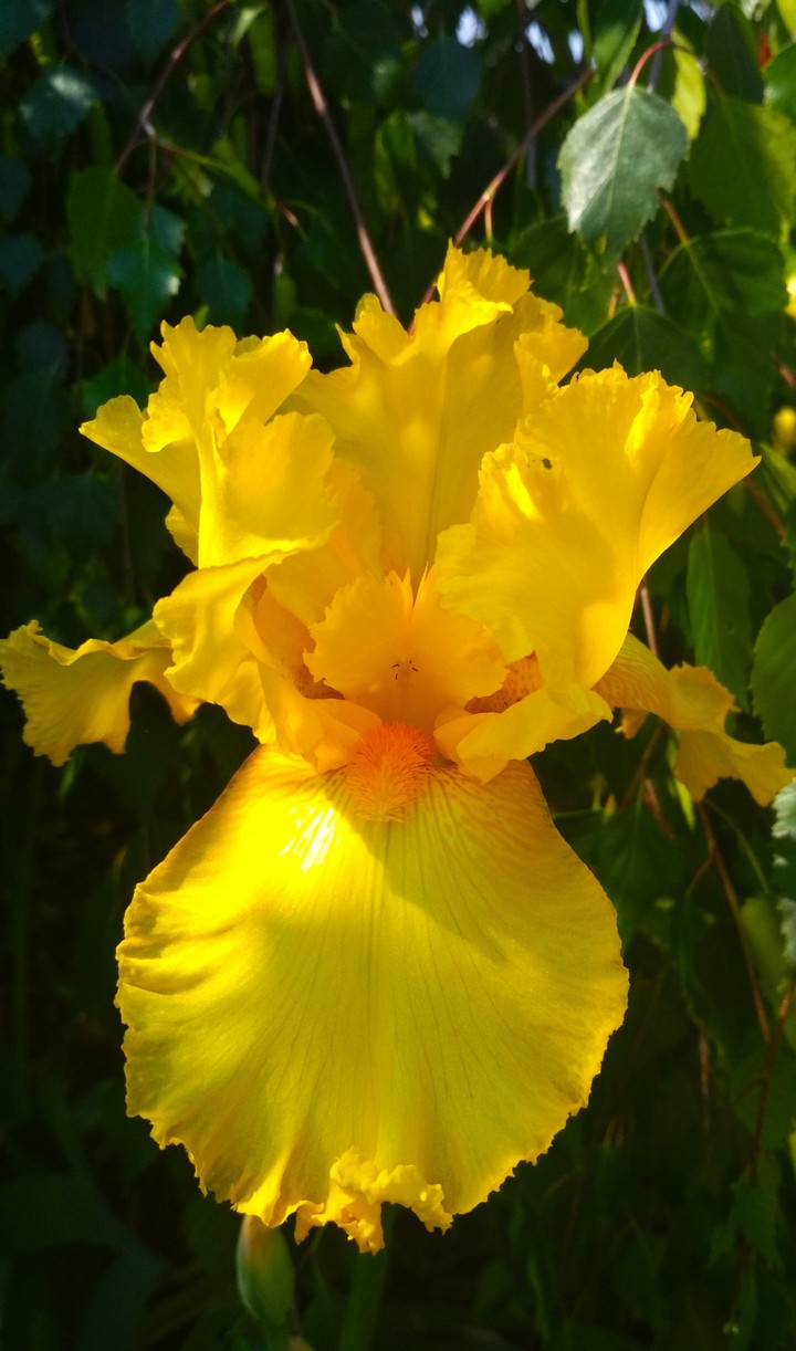yellow iris