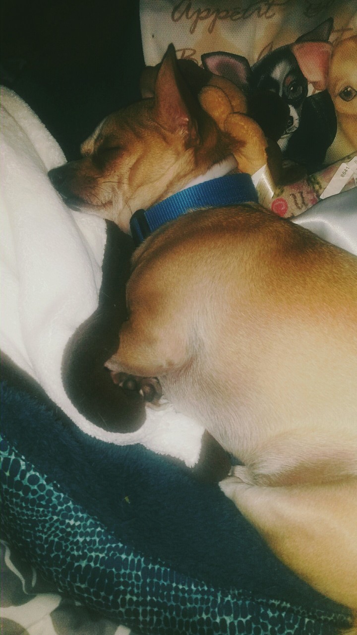 Sleeping Prince