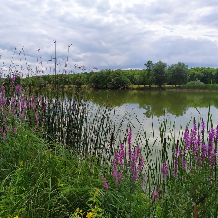 Озеро. Lake