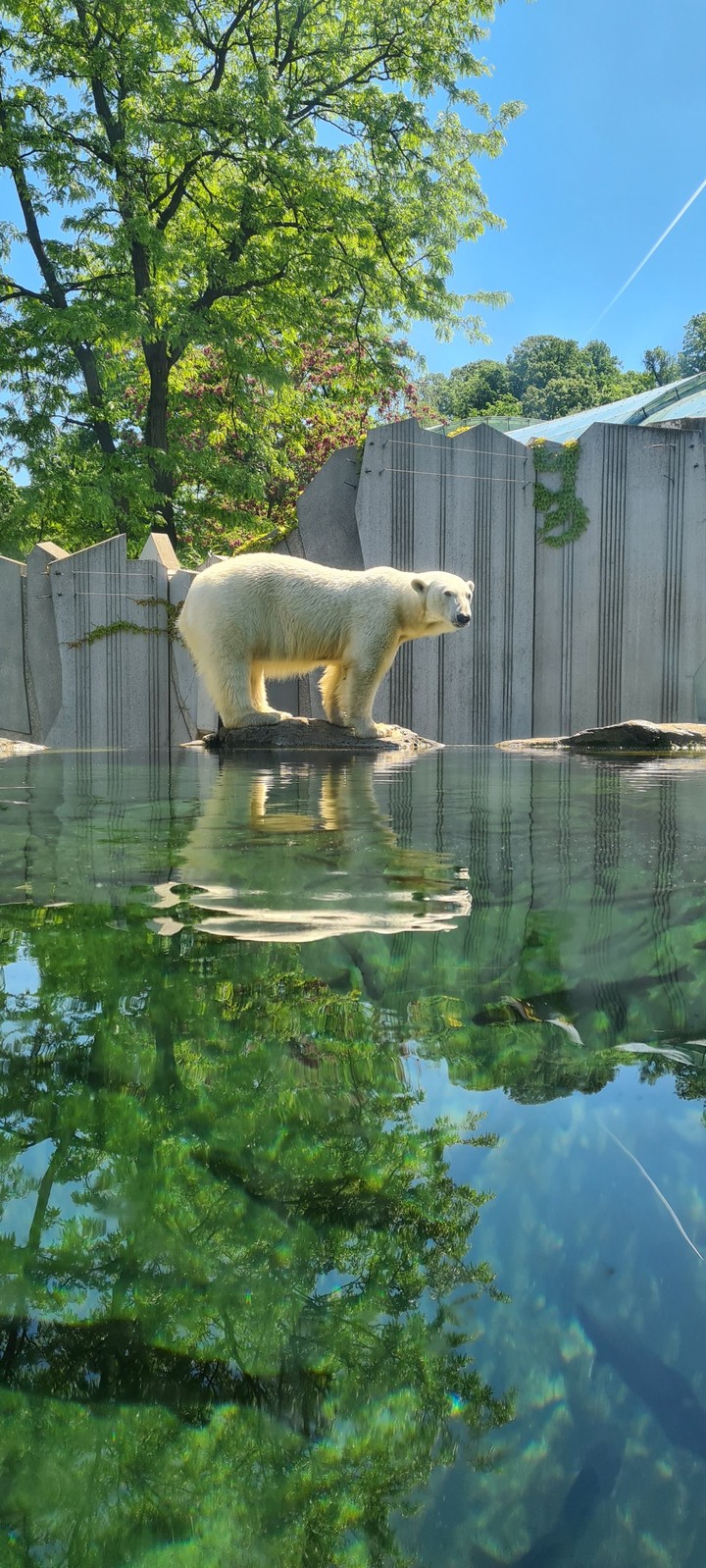 Polar bear