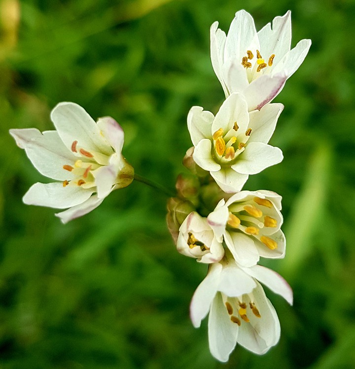 Flower Pretty