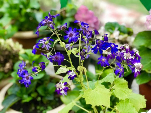 violet flowers