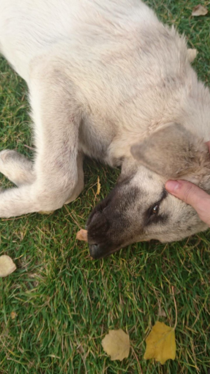 Puppy 