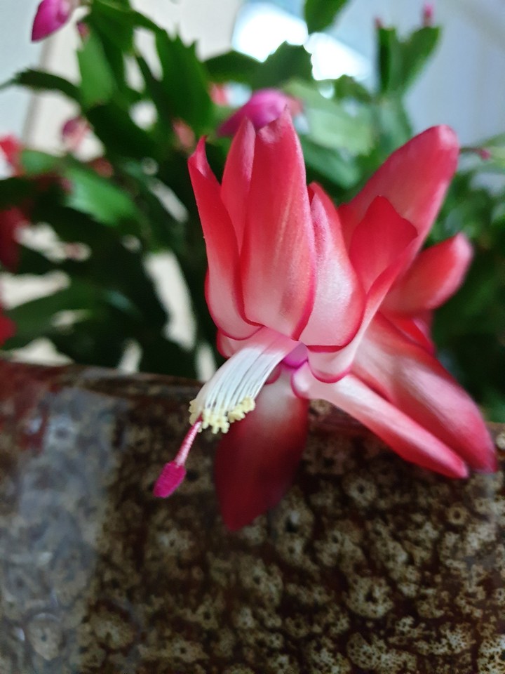선인장