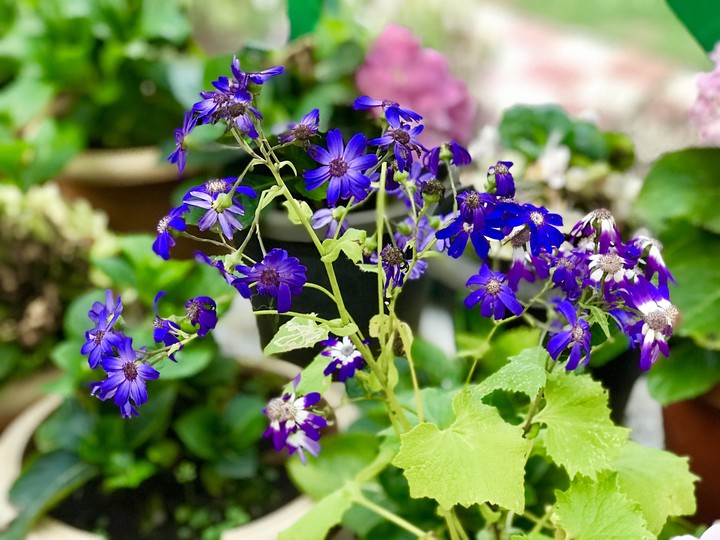 violet flowers