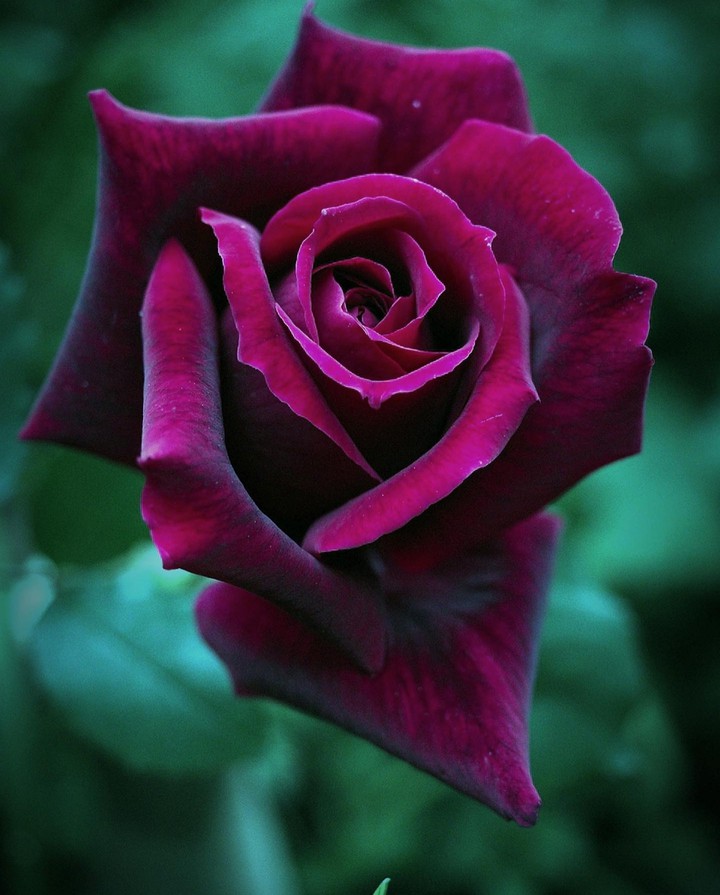 ♧~♡~♧