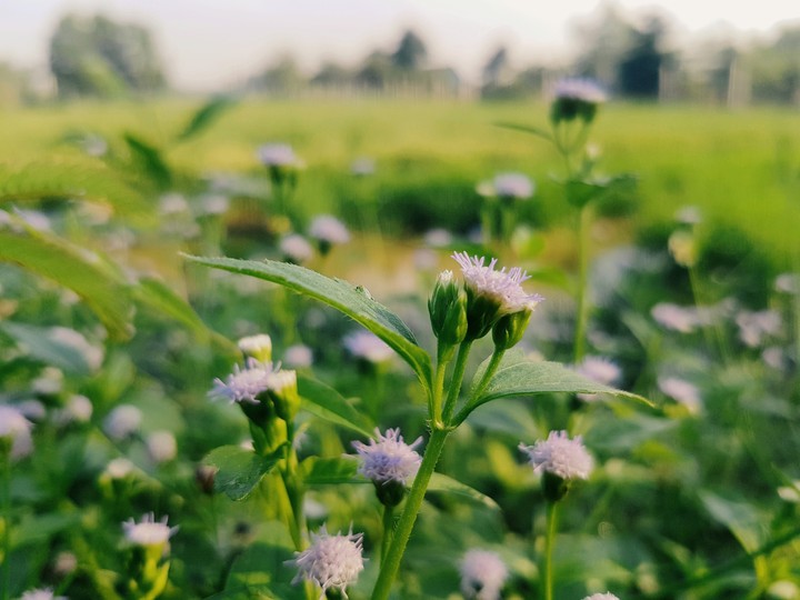 flower