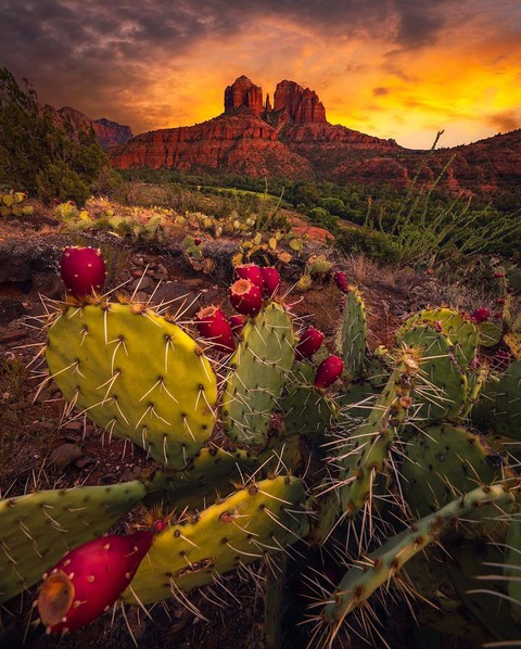 Arizona