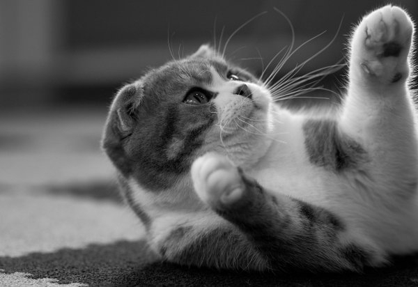 cat