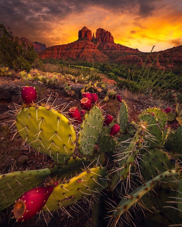 Arizona