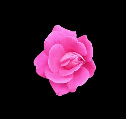 обои rose, plant