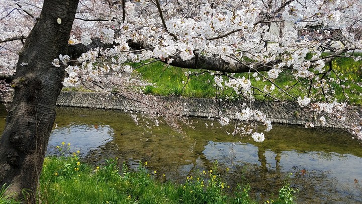 桜
